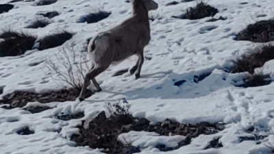 Lake Chelan Mountain Goat.gif