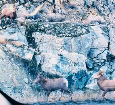 mountain sheep .jpg