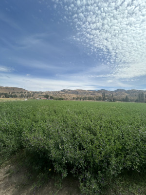 field 2.jpg