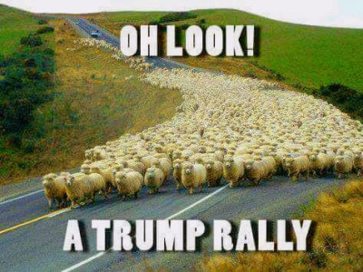 sheep.jpg