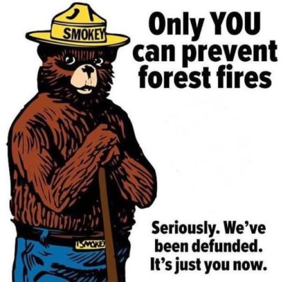 bear.jpg
